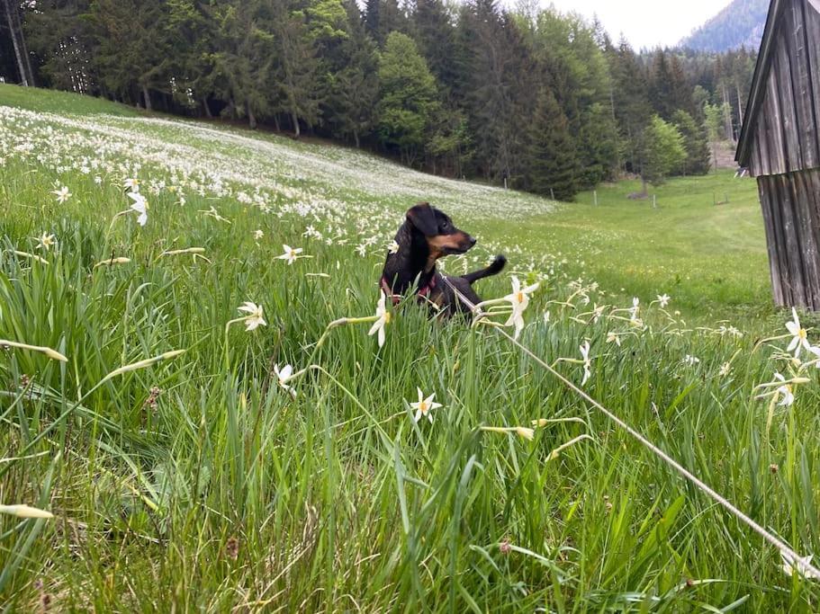 Alpenurlaub II Wohnung Mit Traumausblick Бад-Міттерндорф Екстер'єр фото